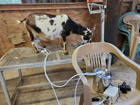 Hantop milking machine in-use scene shows compact equipment for milking