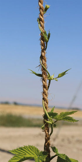 Happy House coir twine weather-resistant in sun and rain