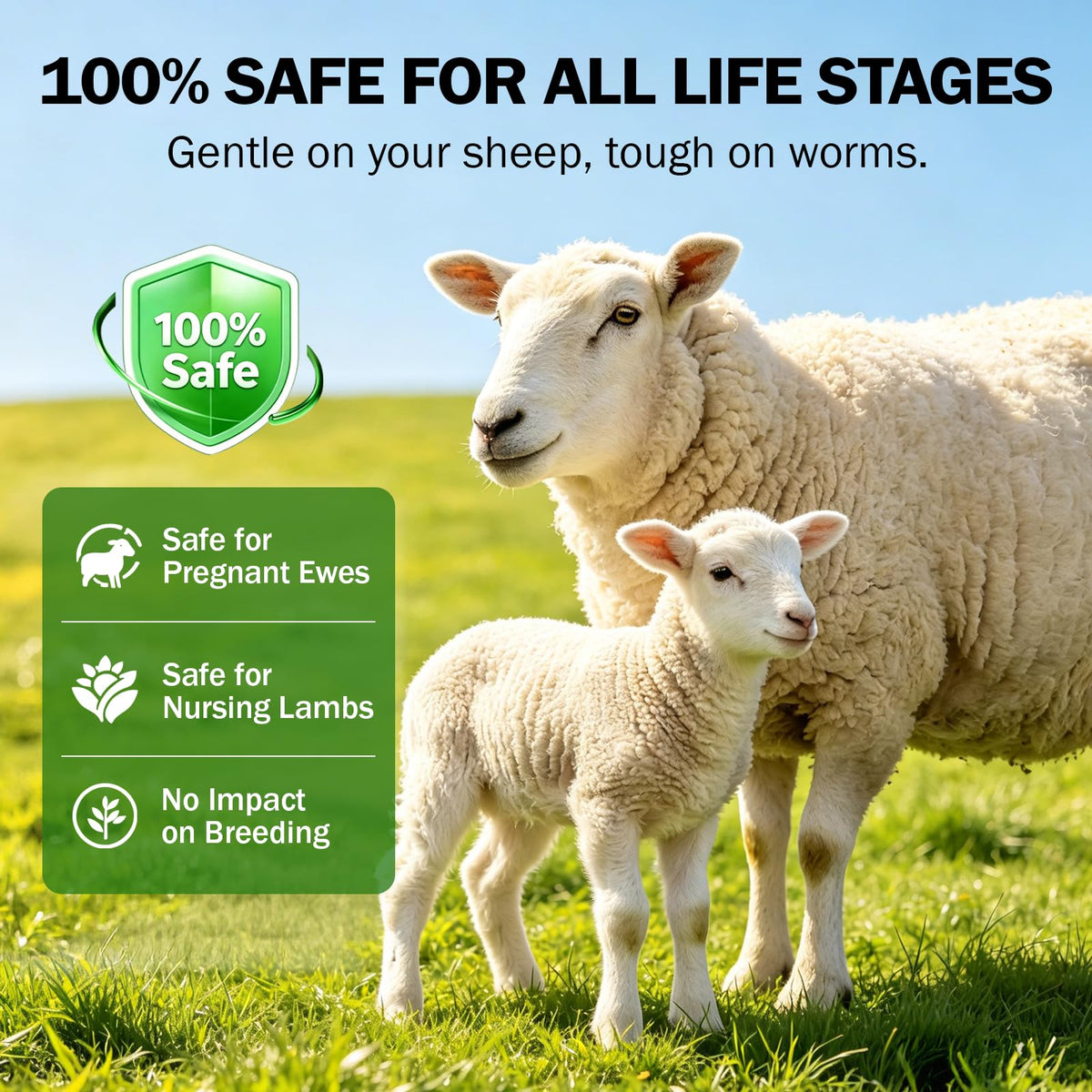 Happy Saffron Plus flock drenching supports efficient herd management