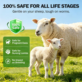 Happy Saffron Plus flock drenching supports efficient herd management