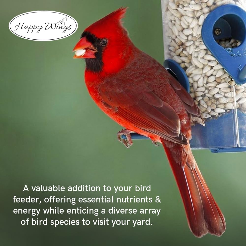 Happy Wings bird-feeder setup ideas for tidy feeding sessions