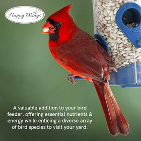 Happy Wings bird-feeder setup ideas for tidy feeding sessions