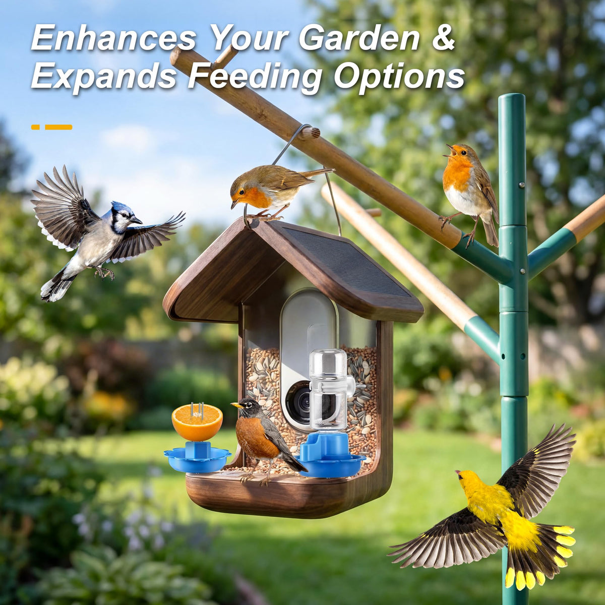 HappyAlley Bird Buddy compatibility enables quick setup and variety
