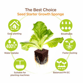 Hapxalie peat coconut coir plugs promote sustainable, healthy root development.