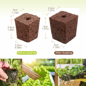 Hapxalie seedling blocks 75-pack designed for easy transplant and strong establishment.
