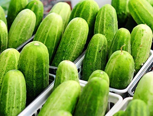 Harley Seeds 100 Cucumber Mix – Crystal Apple: ornamental yet crisp for fresh slicing.