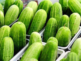 Harley Seeds 100 Cucumber Mix – Crystal Apple: ornamental yet crisp for fresh slicing.
