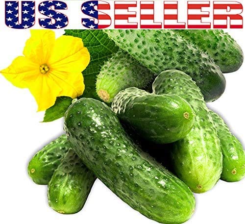 Harley Seeds 100 Cucumber Mix – Lemon cucumber: bright, thin-skinned variety for refreshing bites.