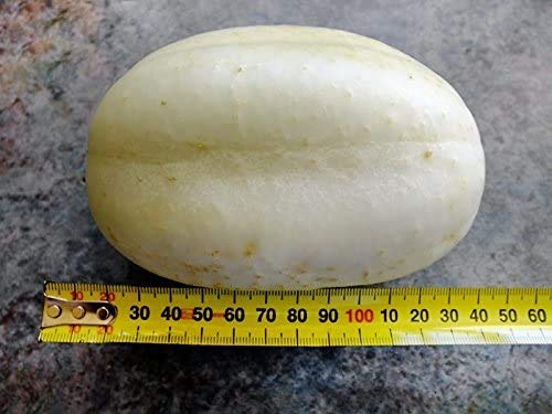 Harley Seeds 100 Cucumber Mix – Muncher: prolific producer for steady harvests.
