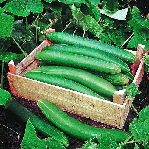 Harley Seeds 100 Cucumber Mix – Parisian Pickling Gherkin: compact variety great for pickles.