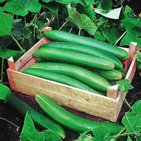 Harley Seeds 100 Cucumber Mix – Parisian Pickling Gherkin: compact variety great for pickles.