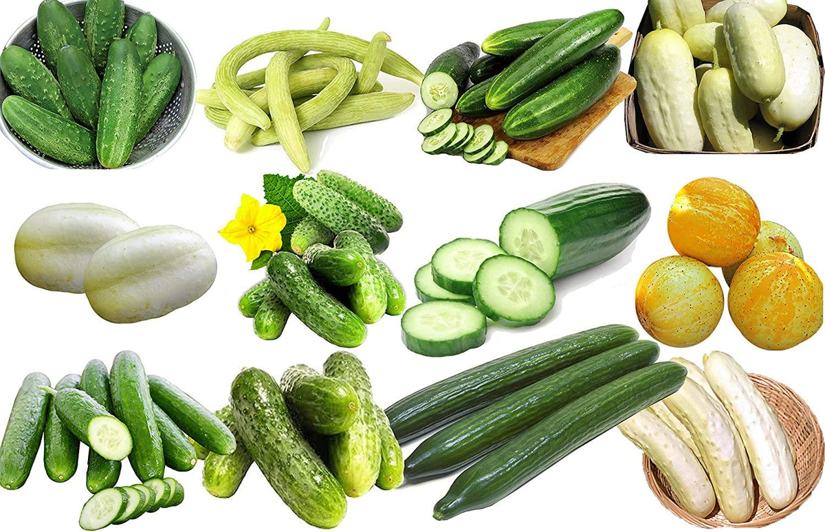 Harley Seeds 100 Cucumber Mix – Persian Beit Alpha: crisp slicer ideal for fresh salads.