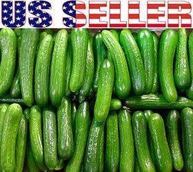 Harley Seeds 100 Cucumber Mix – White Wonder: pale-skinned cruncher for sandwiches and salads.