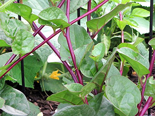 Harley Seeds Alugbati glossy leaves with red stems on the plant