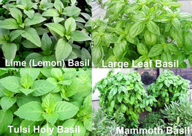 Harley Seeds Basil Mix indoors sowing on surface demonstrates easy germination for containers.