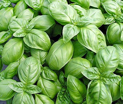 Harley Seeds Basil Mix mature plants highlight fresh herbs on balcony.