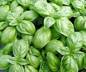 Harley Seeds Basil Mix mature plants highlight fresh herbs on balcony.