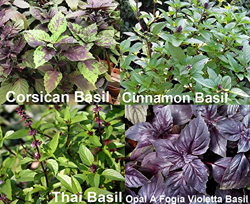 Harley Seeds Basil Mix outdoor transplant shows versatile year-round growing in pots.