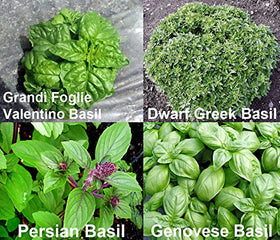 Harley Seeds Basil Mix assorted leaves emphasize variety for cooking experiments.