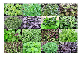 Harley Seeds Basil Mix varieties pack image showing 12 varieties for versatile herb gardens.