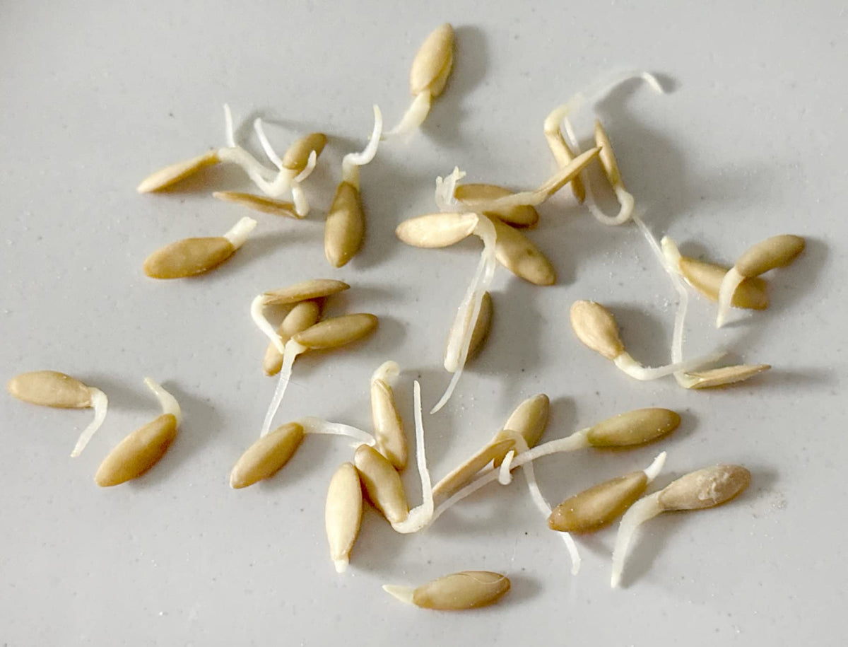 Harley Seeds Beit Alpha cucumber fruit close-up showing crisp flesh