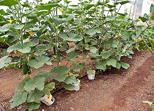 Harley Seeds Beit Alpha cucumber slices displaying crisp texture