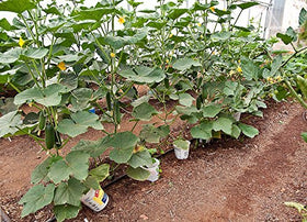 Harley Seeds Beit Alpha cucumber slices displaying crisp texture