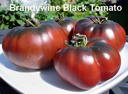 Harley Seeds Black Prince seeds for robust garden tomatoes