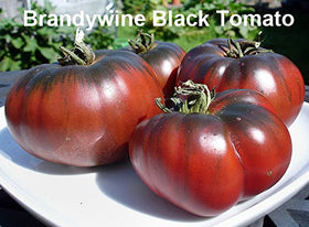 Harley Seeds Black Prince seeds for robust garden tomatoes