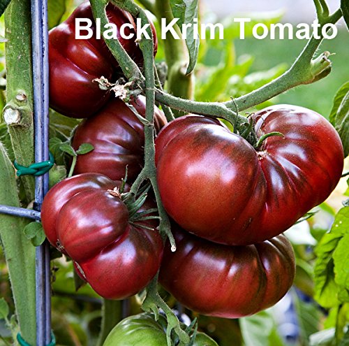 Harley Seeds Black Zebra Cherry seeds for colorful fruit and texture