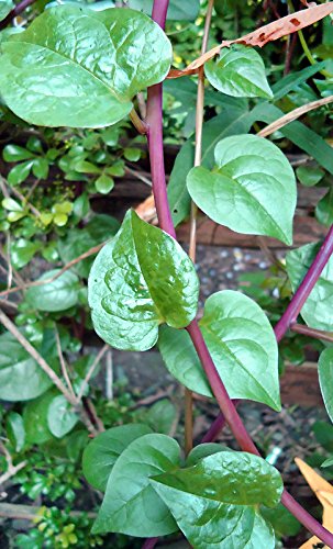 Harley Seeds brand seed pack for easy planting