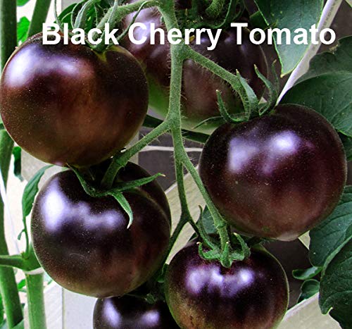 Harley Seeds Brandywine Black tomato seeds for unique flavor profiles