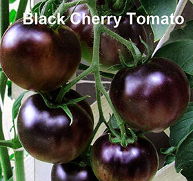 Harley Seeds Brandywine Black tomato seeds for unique flavor profiles