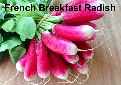 Harley Seeds China Szechuan Rose radish offers spicy-sweet notes for vibrant dishes