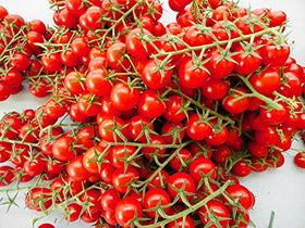 Harley Seeds Ciliegino seed packet ready for home garden planting