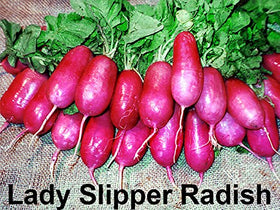 Harley Seeds Crimson Giant radish provides bright red skin and strong bite