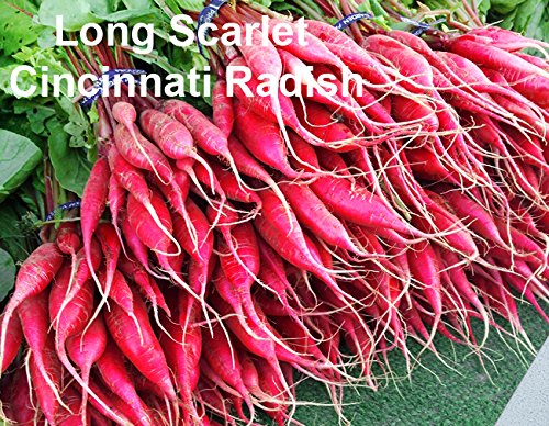 Harley Seeds Easter Egg radish brings pastel hues to plates and garnishes