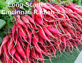 Harley Seeds Easter Egg radish brings pastel hues to plates and garnishes