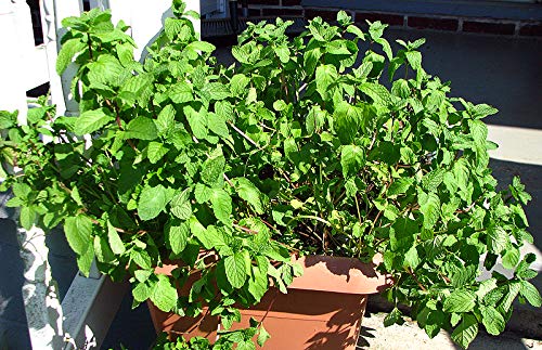 Harley Seeds Fragrant Mint seeds close-up highlighting aroma and culinary versatility.