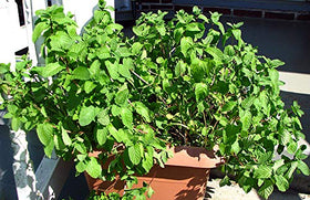 Harley Seeds Fragrant Mint seeds close-up highlighting aroma and culinary versatility.