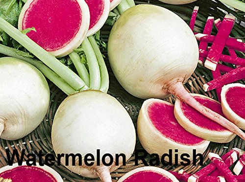 Harley Seeds French Breakfast radish adds mild heat and crunchy bite