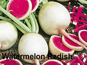 Harley Seeds French Breakfast radish adds mild heat and crunchy bite