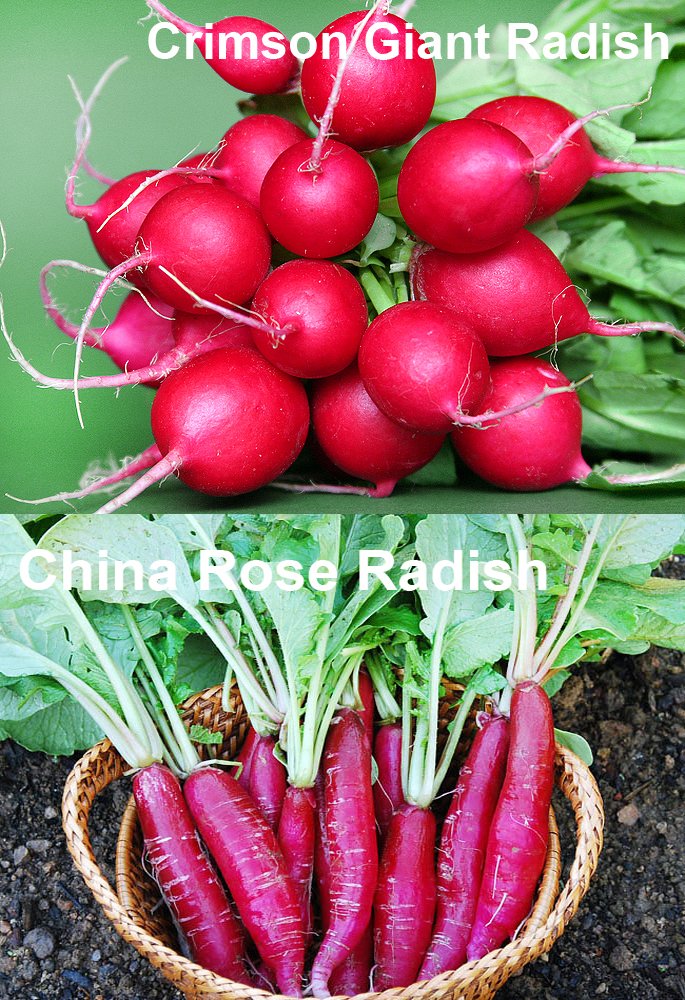 Harley Seeds German Giant radish features large crisp roots for slicing