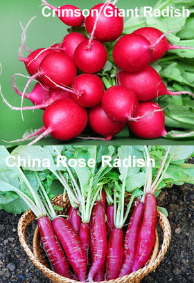 Harley Seeds German Giant radish features large crisp roots for slicing