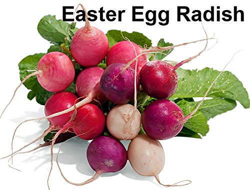 Harley Seeds GIANT of Sicily radish delivers bold color and flavor for salads