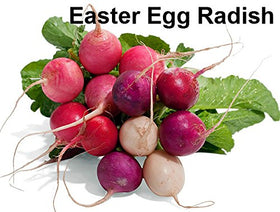 Harley Seeds GIANT of Sicily radish delivers bold color and flavor for salads