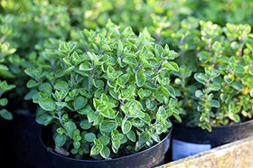 Harley Seeds Greek Oregano drying — air-dry stems and flower heads to capture flavor.