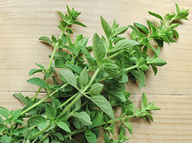 Harley Seeds Greek Oregano harvest — clip leaves for fresh use or dry for storage.