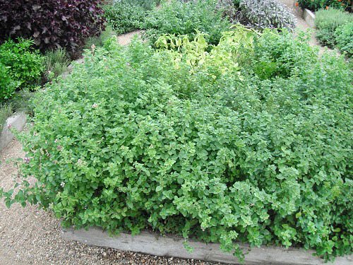 Harley Seeds Greek Oregano plant — bushy perennial with purple-brown stems and vibrant leaves.