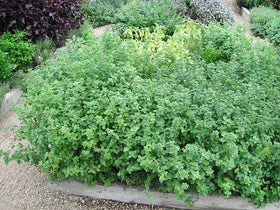 Harley Seeds Greek Oregano plant — bushy perennial with purple-brown stems and vibrant leaves.